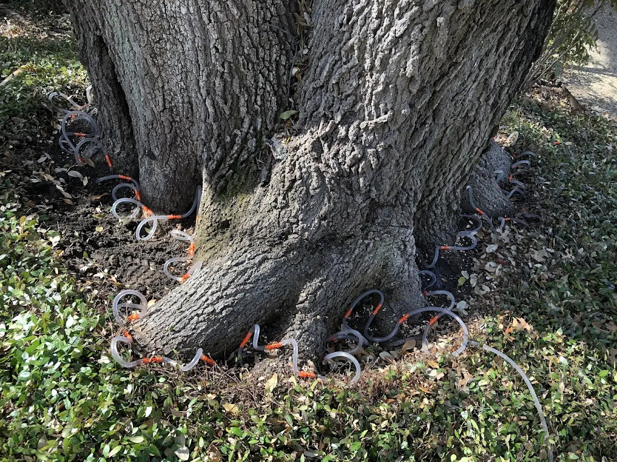 Detailed Tree Cabling and Bracing job site in Hana