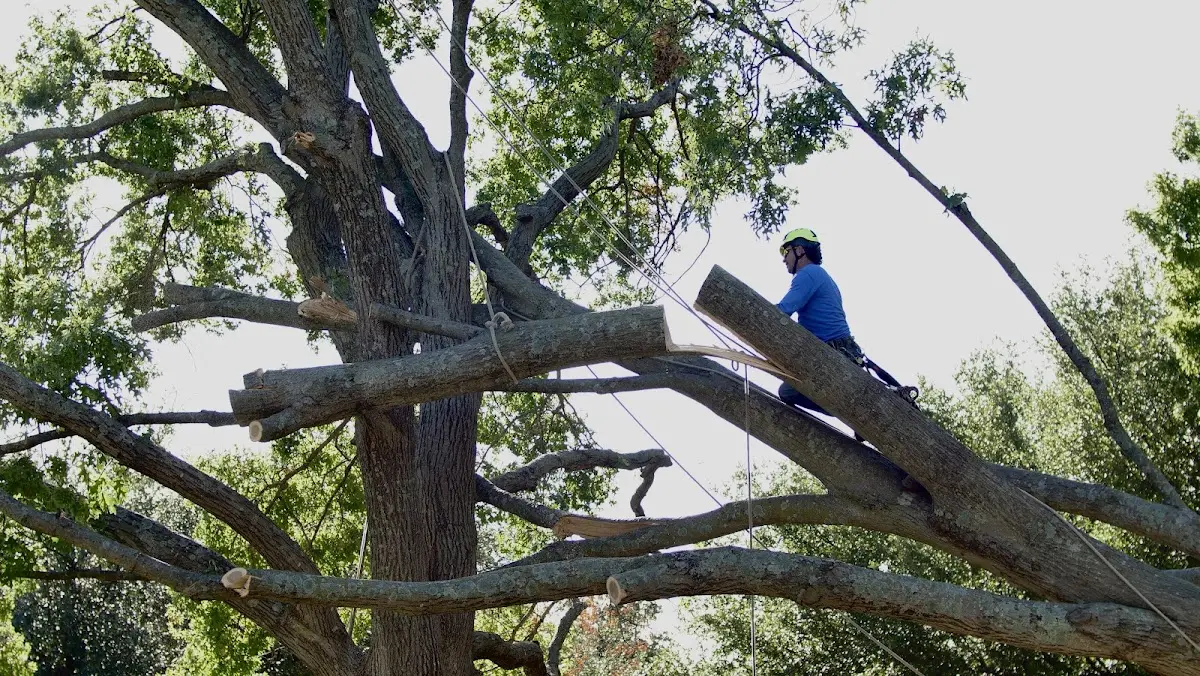 Professional Crown Thinning performed by certified arborists in Hana