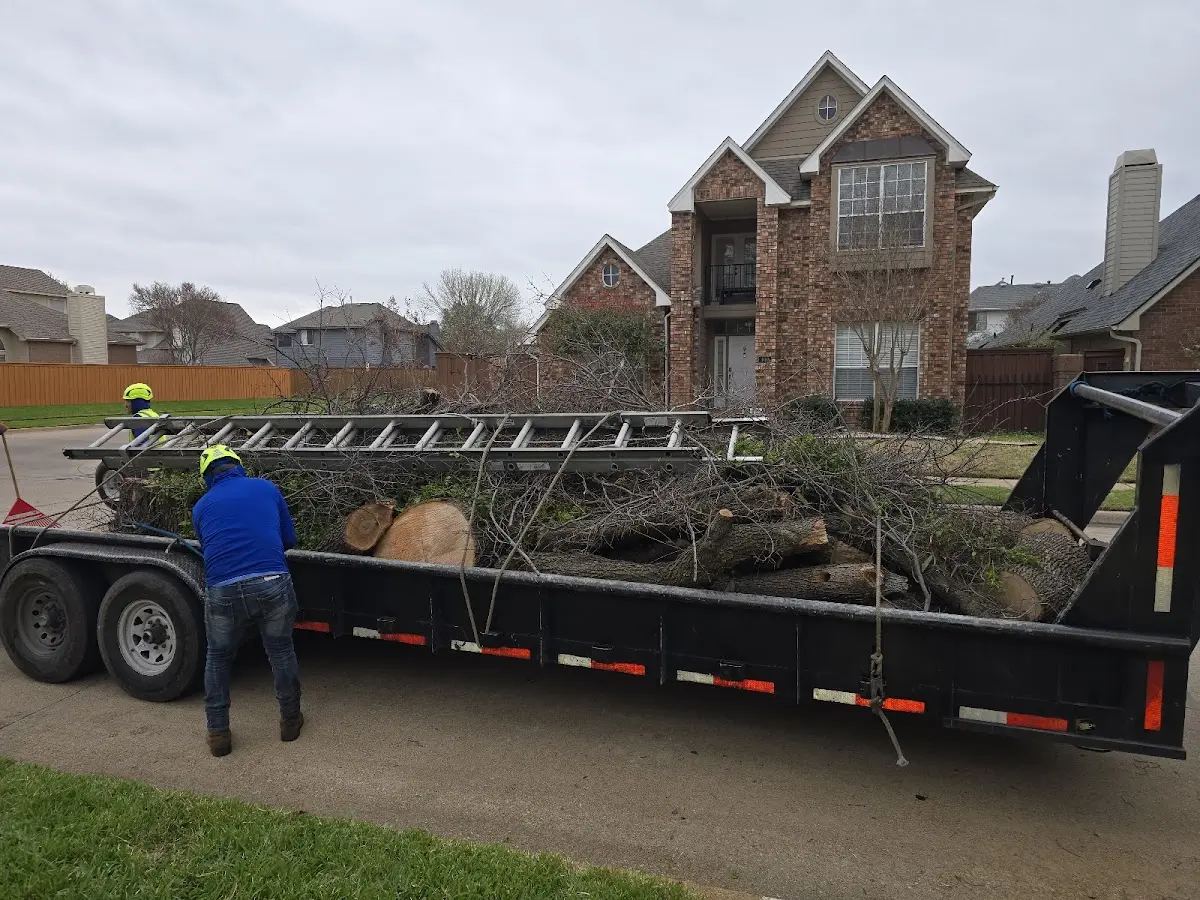 Expert Tree Pest Control with proper safety equipment in Hana
